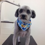 プードル　いく君２６８